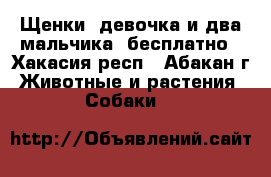 Щенки (девочка и два мальчика) бесплатно - Хакасия респ., Абакан г. Животные и растения » Собаки   